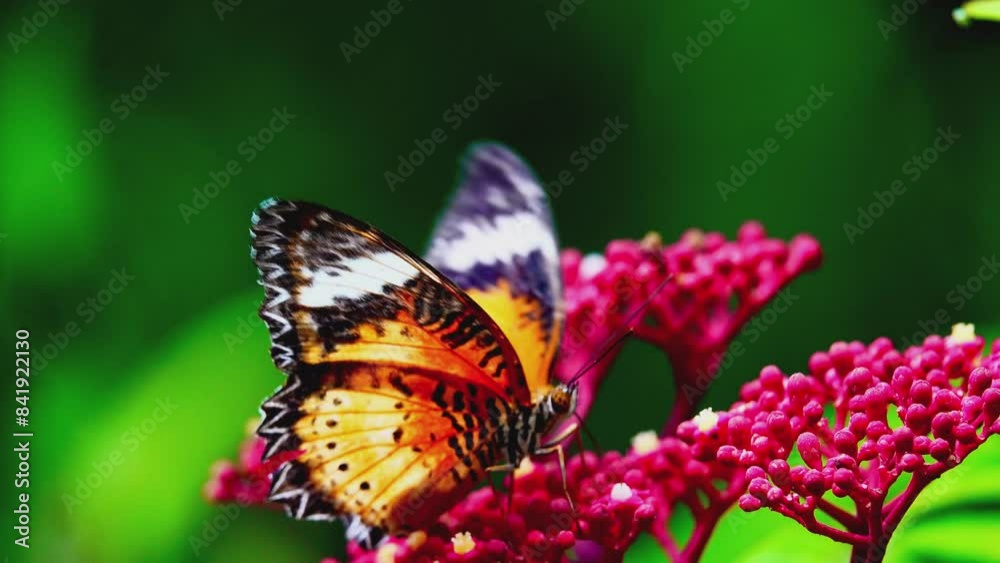 The butterflies in the clip appear to be from the genus Cethosia commonly known as Lacewing butterflies. Their vibrant orange and black patterns with white markings are distin butterfly on flower The butterflies in the clip appear to be from the genus Cethosia commonly known as Lacewing butterflies. Their vibrant orange and black patterns with white markings are distin butterfly on flower