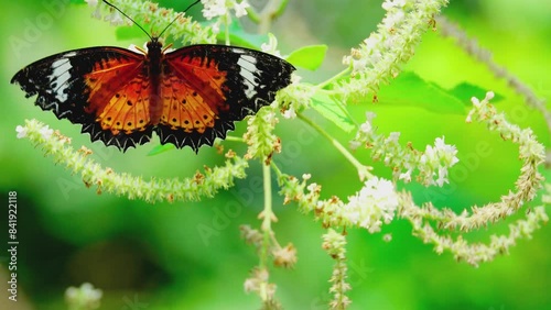 The butterflies in the clip appear to be from the genus Cethosia commonly known as Lacewing butterflies. Their vibrant orange and black patterns with white markings are distin butterfly on flower photo