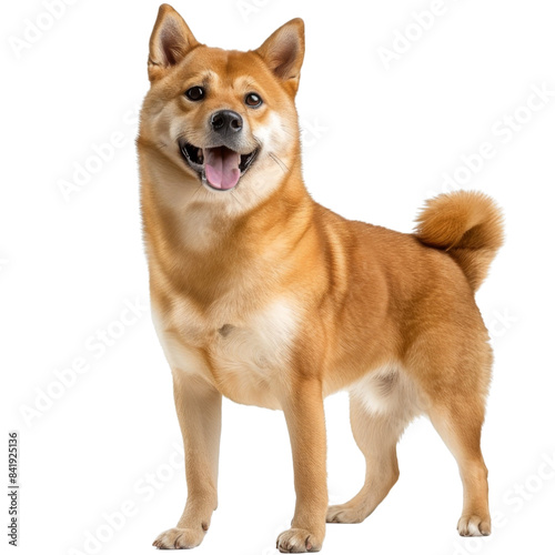 dog isolated with transparent background
