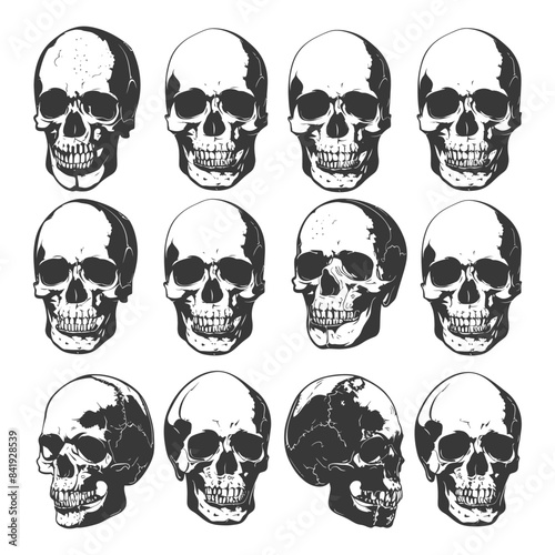 Skull Grid: Hand-Drawn Anatomical Human Skulls, Vector Art Collection.