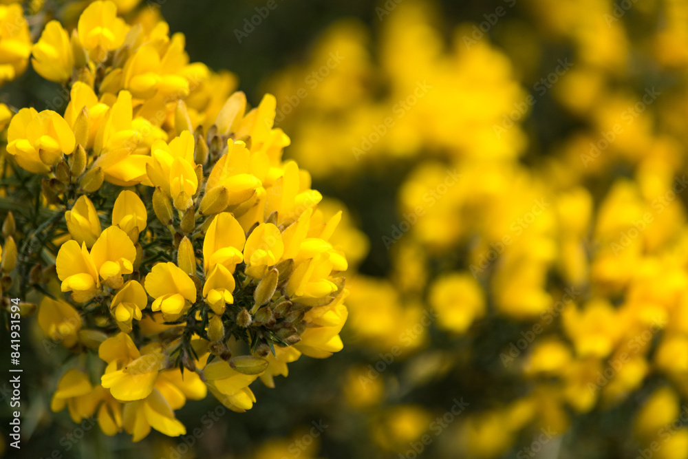 Chacay, Retamo Espinoso, (Ulex europaeus) especie nociva en Chile, Argentina, Colombia, Australia, Nueva Zelanda y oeste de Estados Unidos y de Canadá. Chacay, Retamo Espinoso, (Ulex europaeus) especie nociva en Chile, Argentina, Colombia, Australia, Nueva Zelanda y oeste de Estados Unidos y de Canadá.
