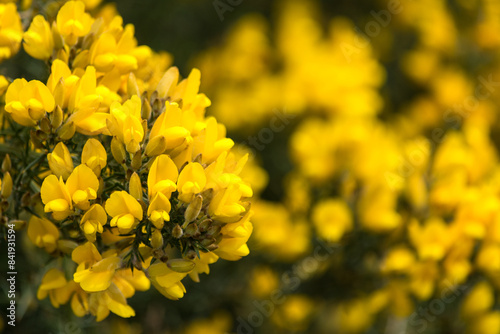 Chacay  Retamo Espinoso   Ulex europaeus  especie nociva en Chile  Argentina  Colombia  Australia  Nueva Zelanda y oeste de Estados Unidos y de Canad  .