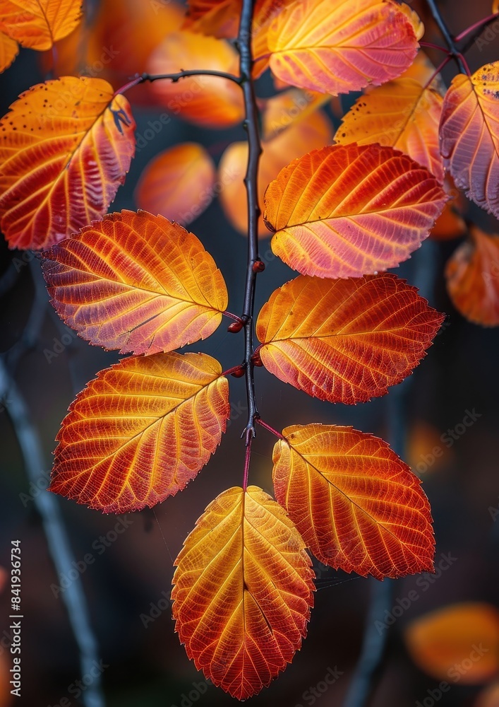 Fototapeta premium Vibrant autumn leaves in a woodland, ideal for seasonal themes. 