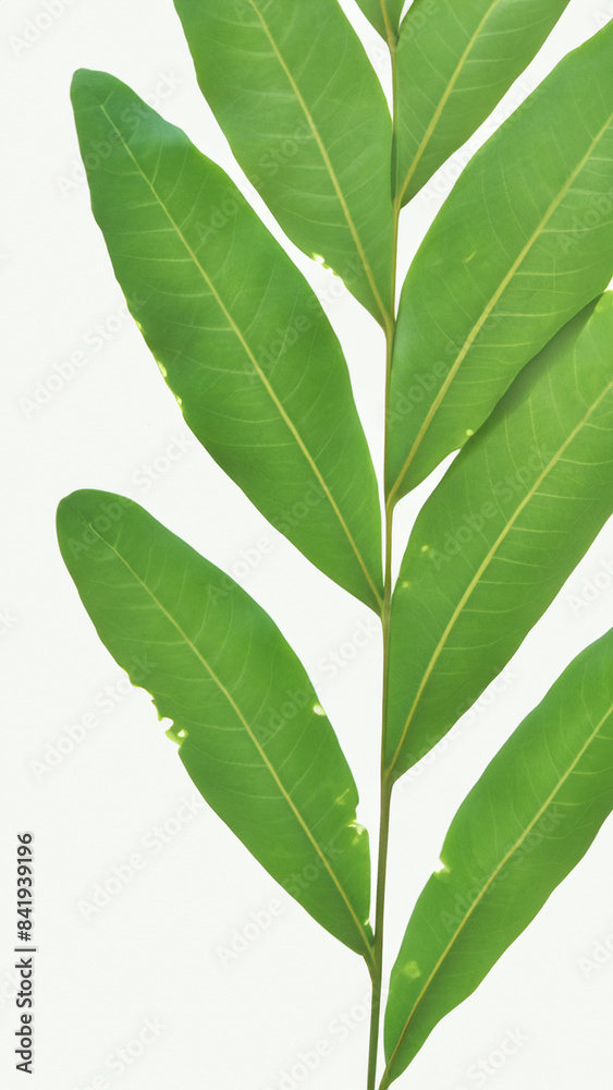 Fototapeta premium green leaf isolated on white