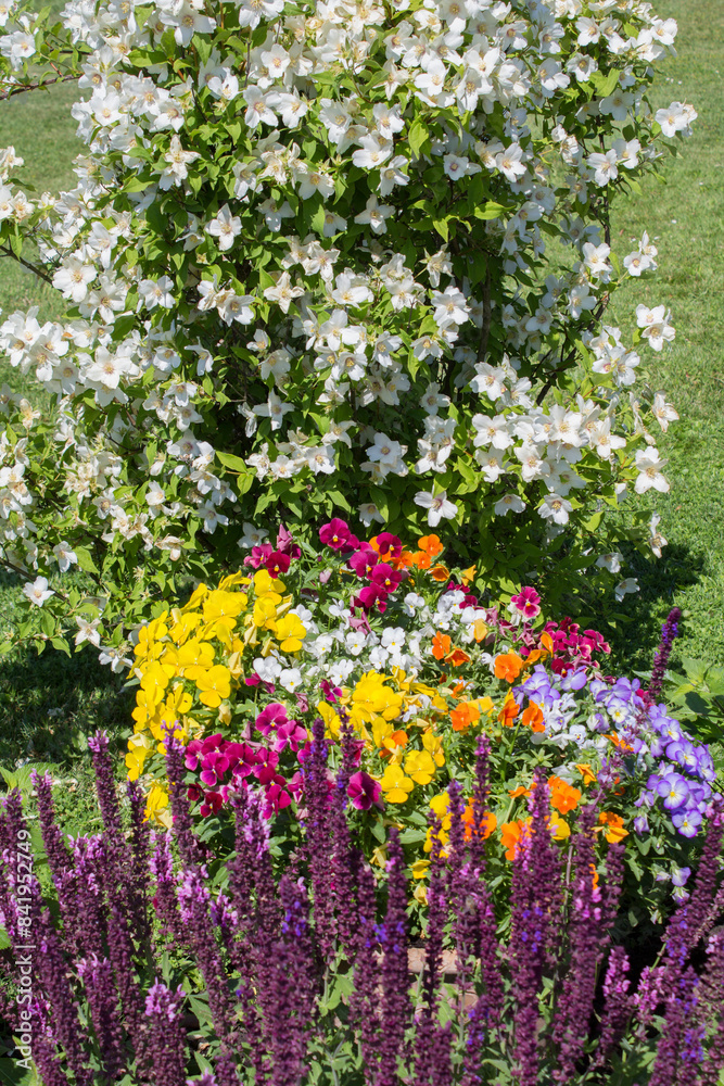 Colored flowers in the summer garden. Close-up. Nature background. Colored flowers in the summer garden. Close-up. Nature background.