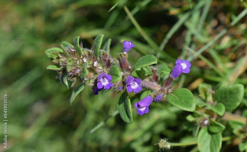 Petites fleurs mauves de Calament acinos, Thyme basilic (Clinopodium acinos). Gros plan dans la nature. Petites fleurs mauves de Calament acinos, Thyme basilic (Clinopodium acinos). Gros plan dans la nature.