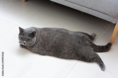 The curious gray British Shorthair blue cat looks at its owner. It's so hot in the summer that it lies sleeping on the cool floor, its big eyes drowsily closing. photo