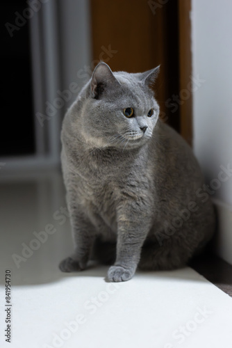 The curious gray British Shorthair blue cat looks at its owner. It's so hot in the summer that it lies sleeping on the cool floor, its big eyes drowsily closing. photo