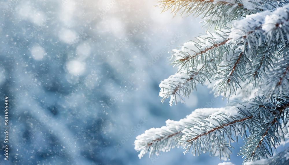 Beautiful winter scenery with pine or fir tree branches covered with snow. Cold weather. Close-up. Beautiful winter scenery with pine or fir tree branches covered with snow. Cold weather. Close-up.