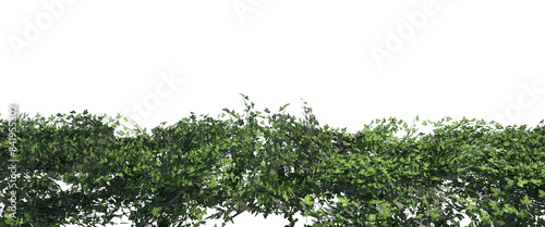 siepe erba prato Albero con e senza foglie bianche, arancioni, verdi, gialle, rosse fondo trasparente e isolato inverno con e senza neve o foglie