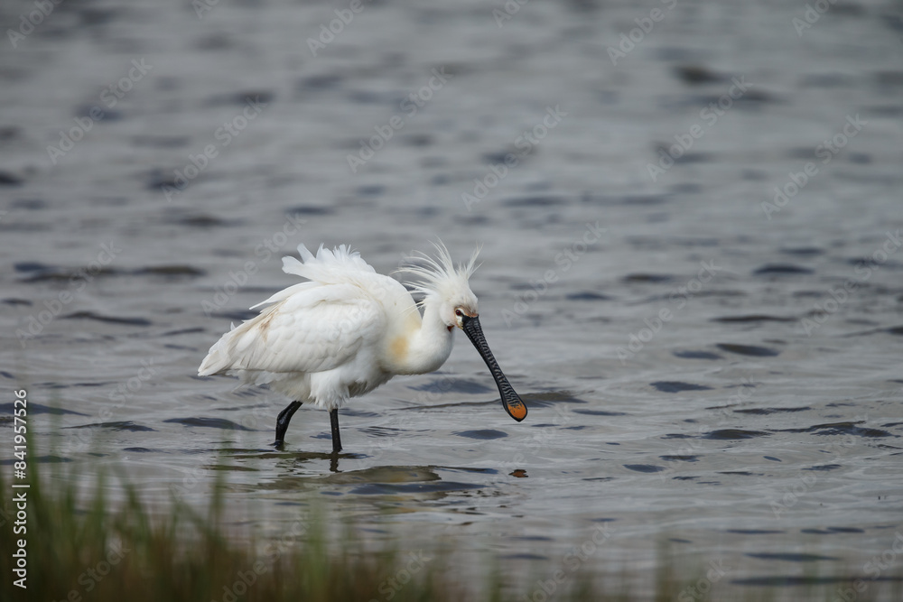 The Eurasian spoonbill (Platalea leucorodia), or common spoonbill, is a ...