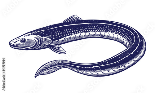 Hand drawn black and white vector illustration of Eel