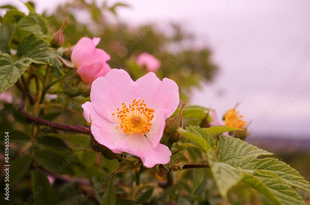 Fototapeta premium Blooming wild rose hips. A beautiful flower.