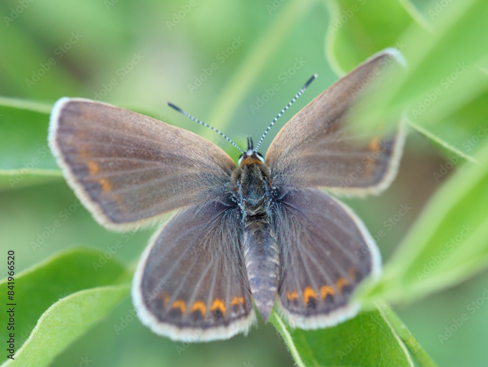 A beautiful little butterfly on a green background. The pigeon is brown. Beauty is in nature. A beautiful little butterfly on a green background. The pigeon is brown. Beauty is in nature.