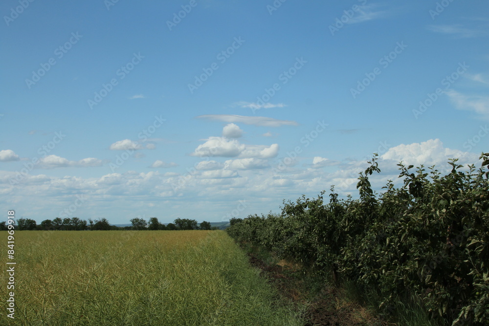 A field of grass and trees A field of grass and trees