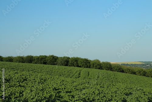 A plantation of tea