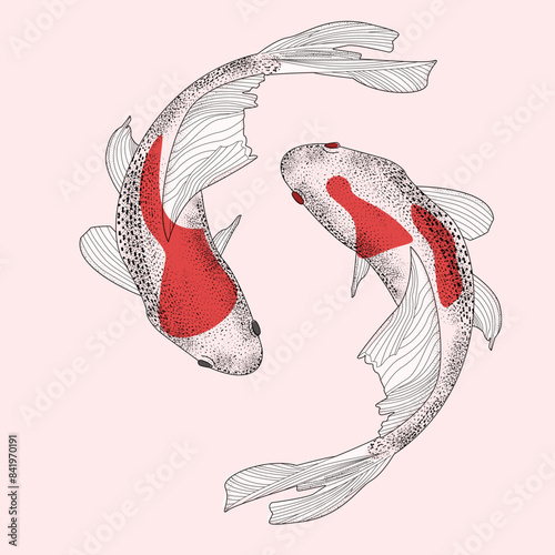 Sketch red pare koi fish, carp view from above realistic hand-drawn vector graphics, illustration japan river fish, retro engraving style, isolated on background. love cute dance Freshwater fish