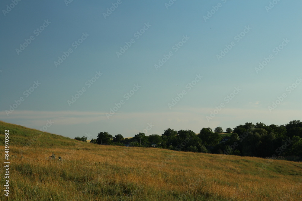 Fototapeta premium A field with trees and blue sky