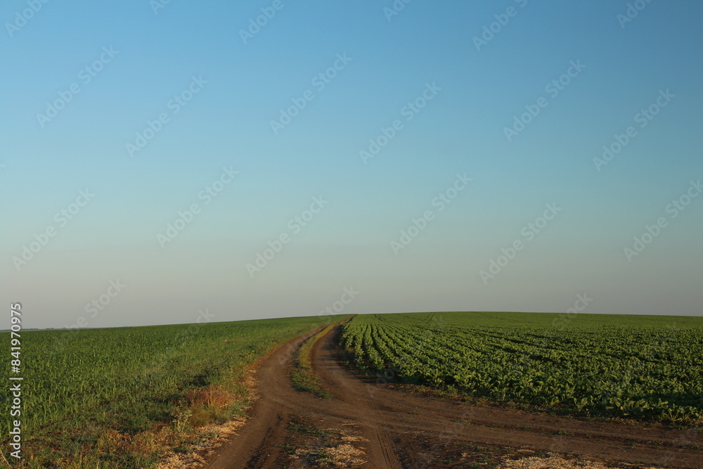 A dirt road through a field A dirt road through a field