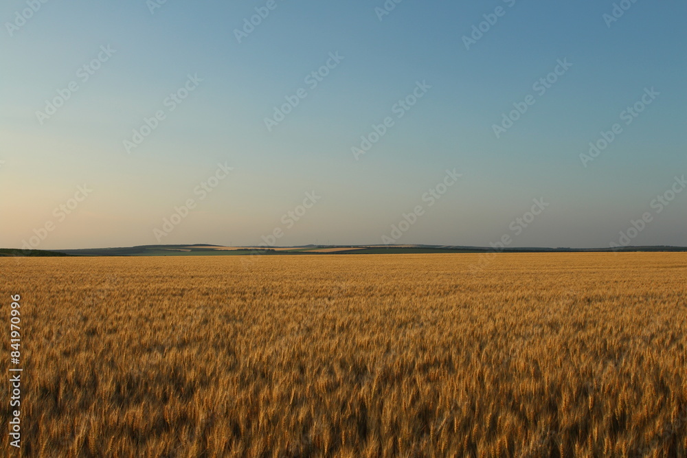 Obraz premium A field of wheat