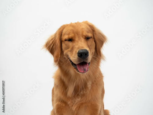 The studio portrait of the puppy dog Golden Retriever with an eyes close and smile sitting on the white background