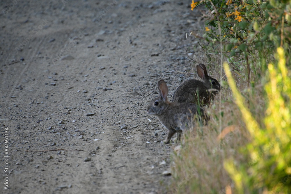 Fototapeta premium rabbit in the grass