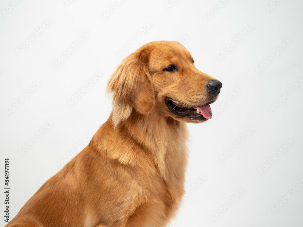 The studio portrait of the puppy dog Golden Retriever with a smile sitting on the white background The studio portrait of the puppy dog Golden Retriever with a smile sitting on the white background