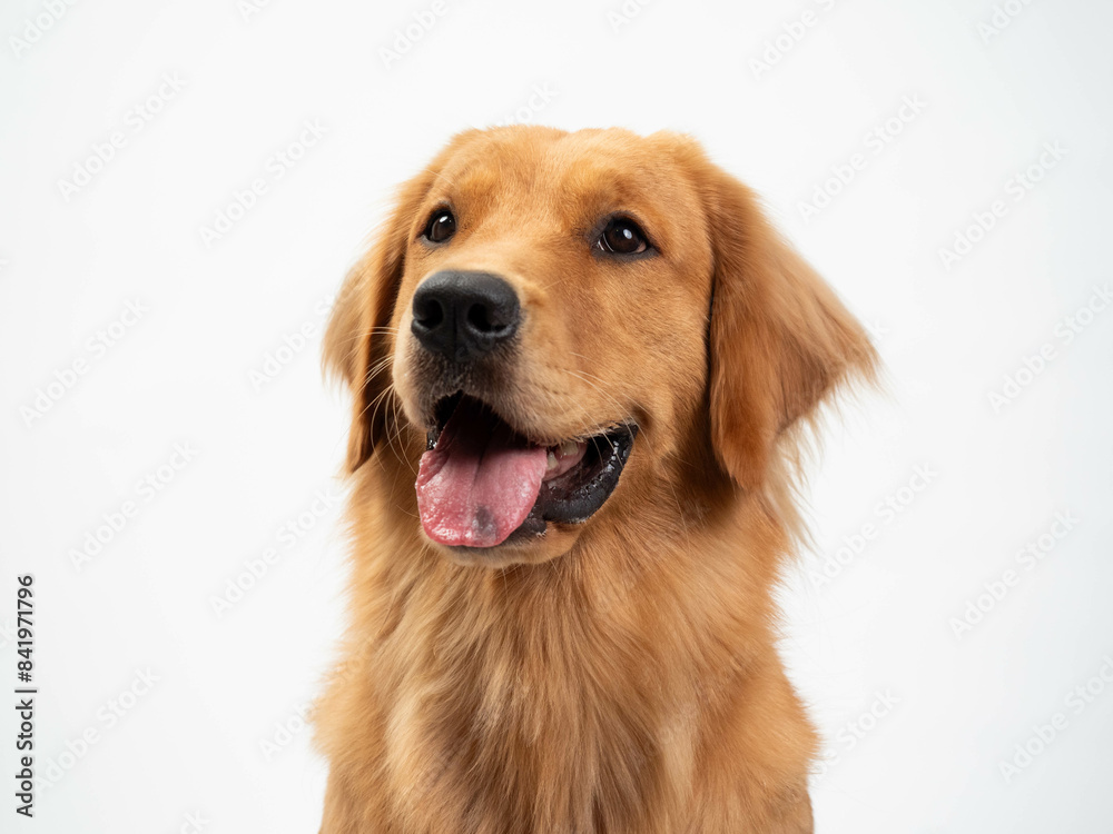 The studio portrait of the puppy dog Golden Retriever with a smile sitting on the white background The studio portrait of the puppy dog Golden Retriever with a smile sitting on the white background