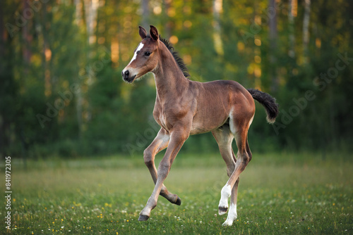 Fototapeta Naklejka Na Ścianę i Meble -  beautiful foal running on a summer field