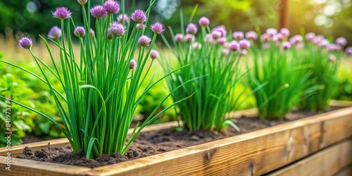 Fresh chives growing in a raised garden bed   herbs  gardening  homegrown  fresh  green  organic  plant  ingredient  culinary  close-up  vibrant  spring  outdoor  high angle view