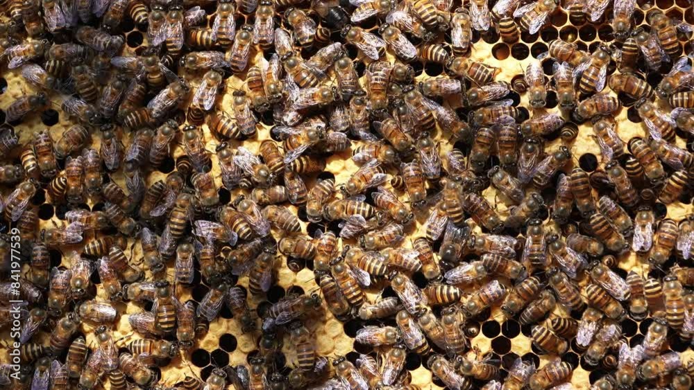 Close-up of a busy bee hive with honey bees working diligently on honeycomb cells. The intricate patterns and constant motion highlight the fascinating world of bee colonies and their activities. Close-up of a busy bee hive with honey bees working diligently on honeycomb cells. The intricate patterns and constant motion highlight the fascinating world of bee colonies and their activities.