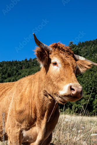 Freerange Grassfed Brown Golden Cow with horns portrait up close photo in a meadow 
