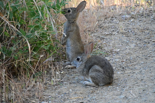 hare