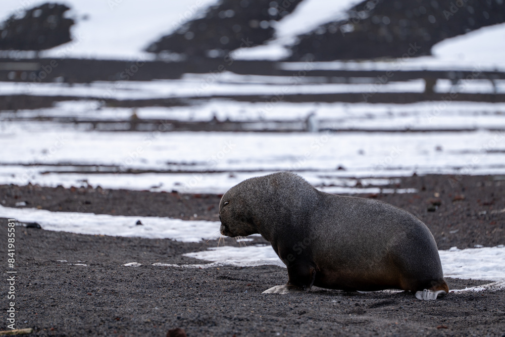 Fototapeta premium Antarctic fur seal on Deception Island