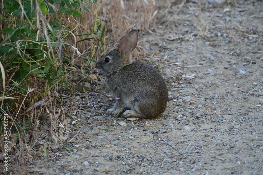 Fototapeta premium rabbit in the grass