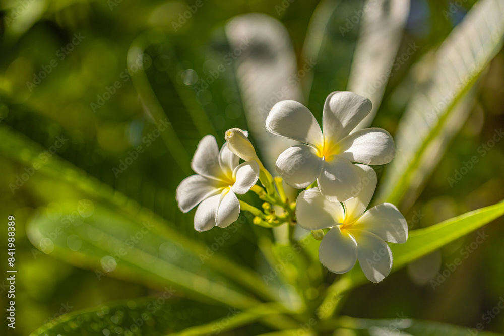White tropical flower Frangipani over beautiful green blurred lush foliage, sunny exotic garden. Tranquil nature closeup, romantic, love Plumeria. Spa, meditation inspire floral macro. Wellbeing
