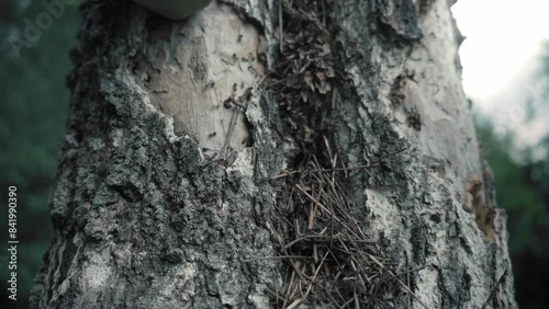 A nest of huge ants in an old tree. insects. cinematic view photo