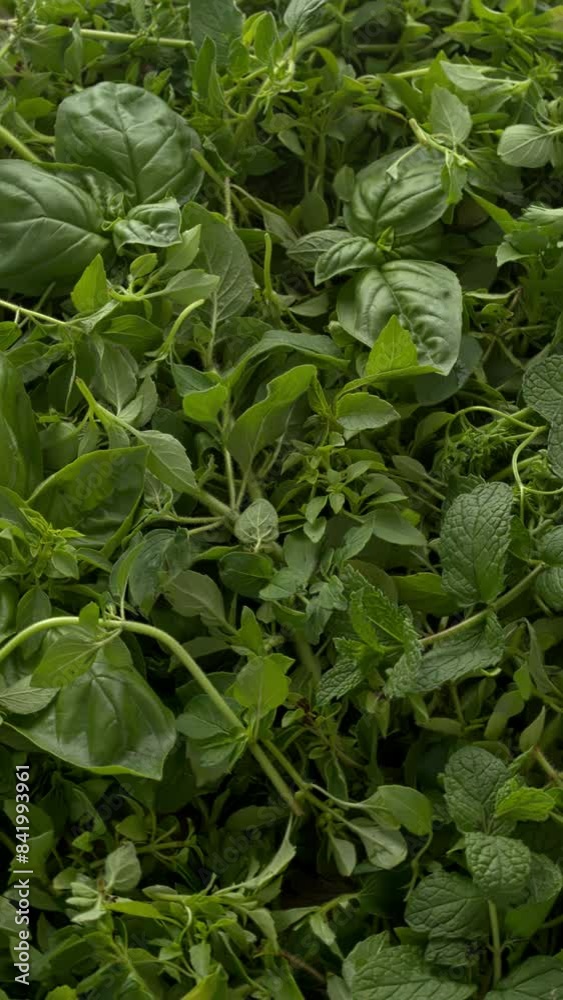 Freshly harvested herbs from the home garden. Table spin. Vertical video. Freshly harvested herbs from the home garden. Table spin. Vertical video.
