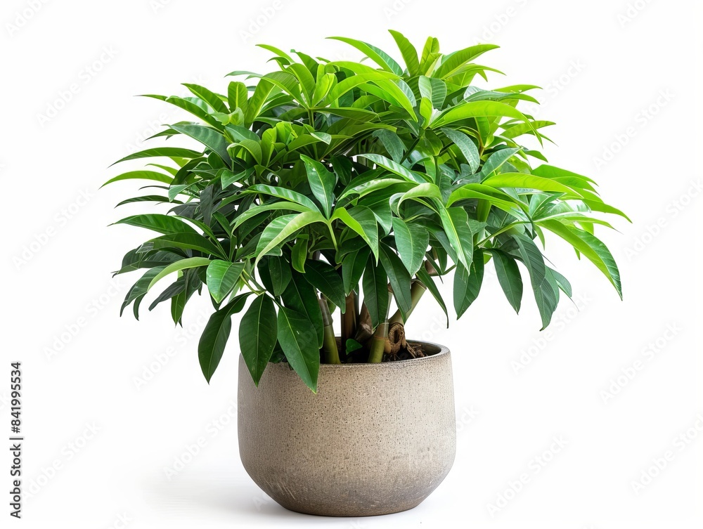 A vibrant plant in a stylish pot, set against a clean white background.