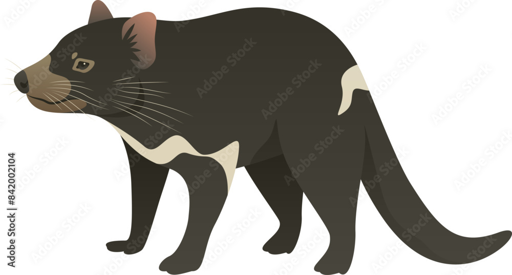 Obraz premium Color vector illustration of Tasmanian devil side view. Wild carnivorous marsupial animal isolated on white background. Wildlife of Australia, Tasmania.
