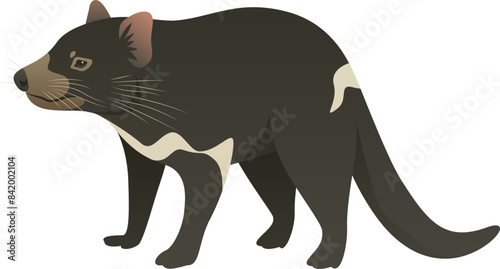 Color vector illustration of Tasmanian devil side view. Wild carnivorous marsupial animal isolated on white background. Wildlife of Australia, Tasmania.
