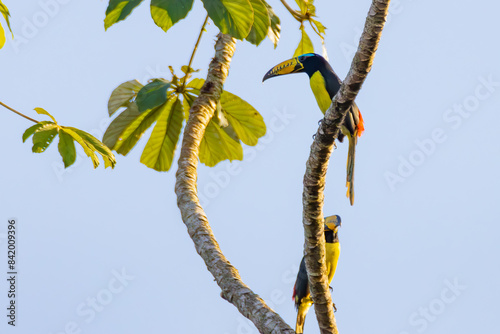 Lettered Aracari