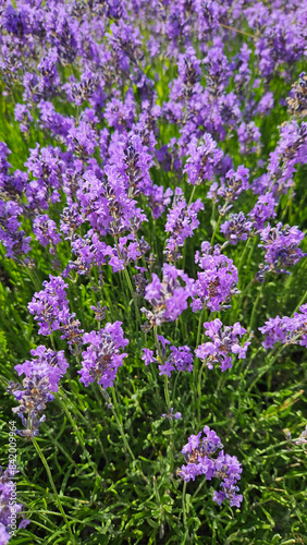 Beautiful flowers of blooming lavender