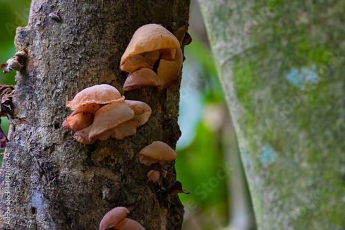 mushroom on tree