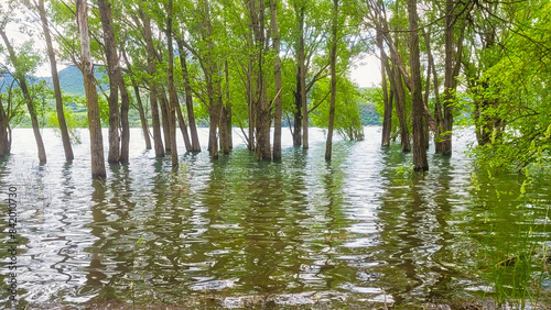 Trees submerged by the rising water level in the reservoir. photo