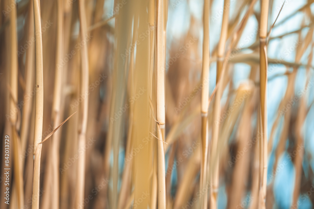 stems of plants growing on the shores of lakes and rivers
stems of plants growing on the shores of lakes and rivers