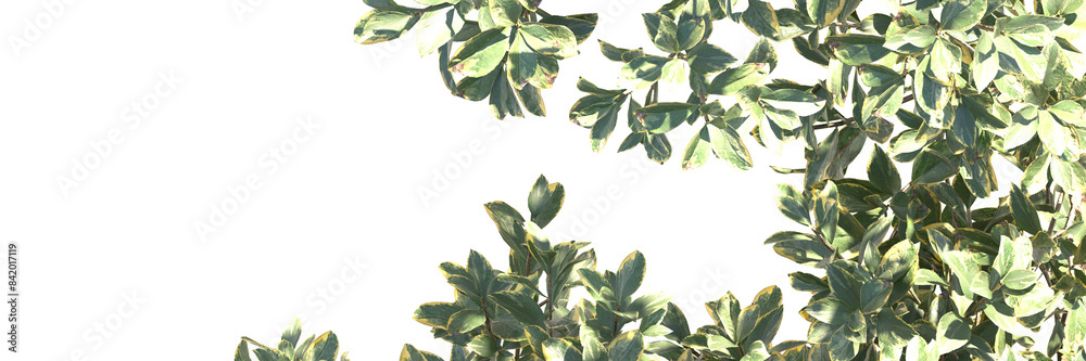 Fototapeta premium Leave isolated 