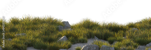 grass field small plant and stones	