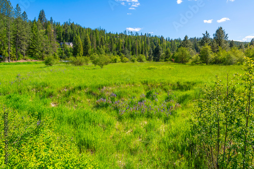 Wildflowers in a marshy meadow just inland at Kidd Island Bay, one of the popular recreation spots along Lake Coeur d'Alene, Coeur d'Alene, Idaho USA.