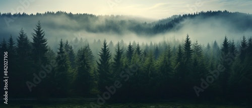 Panoramic view of foggy forest in the mountains at sunrise